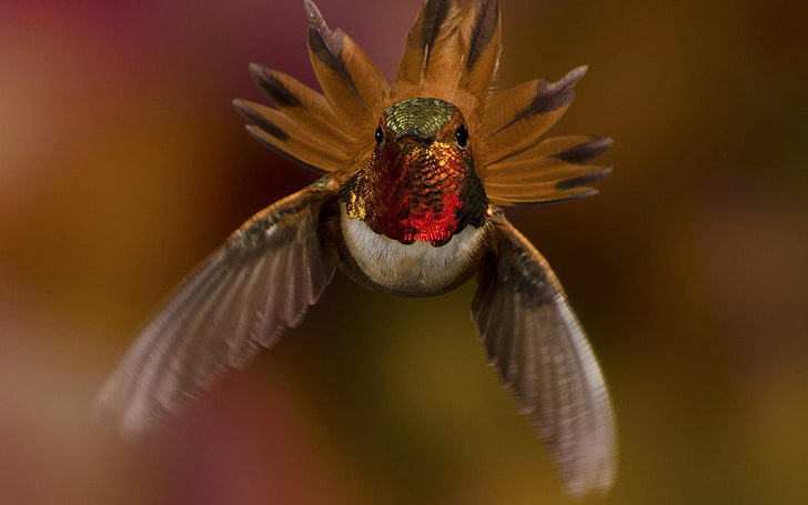 figurka brązowo-czerwonego koguta, ptaków, kolibrów, Tapety HD