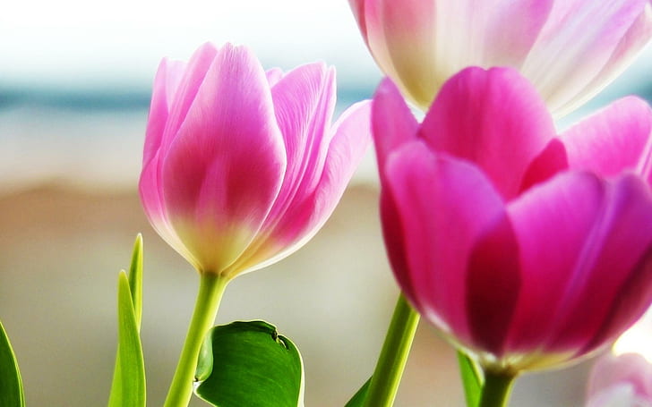 Tulipanes primavera, tulipanes, primavera, flores, Fondo de pantalla HD