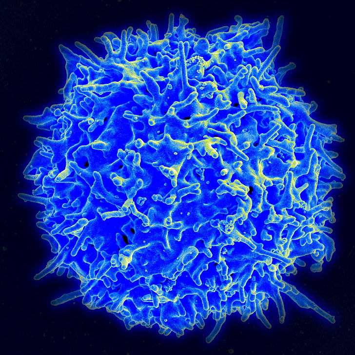 blaue virusillustration, t-lymphozyten, zellen, thymusdrüse, james p allison, krebszentrum md anderson, durchbruchspreis, HD-Hintergrundbild