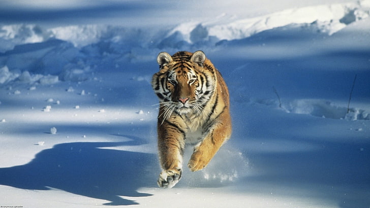 雪の中で走っているトラ 動物のワイドスクリーンの壁紙 hdデスクトップの壁紙 wallpaperbetter
