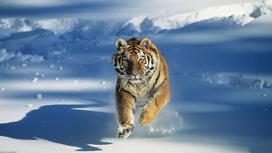 Tiger Running In Snow-Animal Widescreen fondo de pantalla, Fondo de pantalla HD HD wallpaper