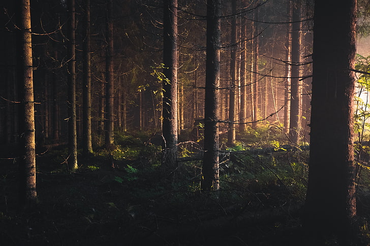 árbol de hojas verdes, Kuopio, árboles, Finlandia, bosque, profundidad de campo, Fondo de pantalla HD