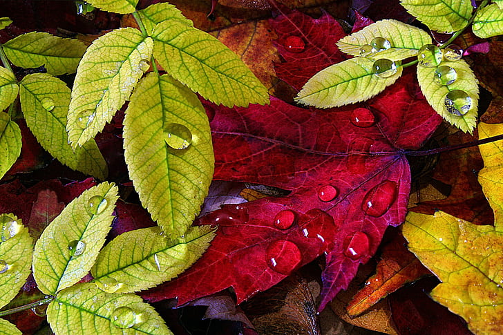 liście, krople wody, Tapety HD