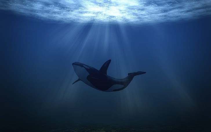 Big Whale Underwater, whale shark, whale, sea, HD wallpaper