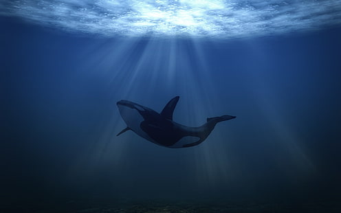 Большой кит под водой, китовая акула, кит, море, HD обои HD wallpaper