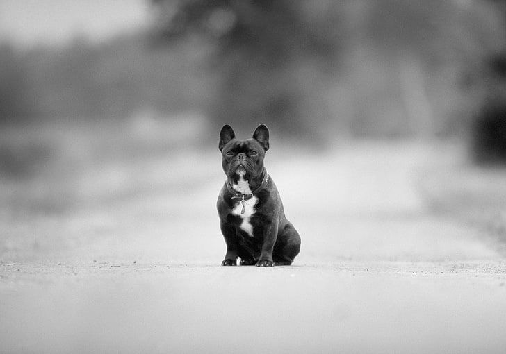 Fransk bulldog, hund, ras, svartvitt, väg, asfalt, HD tapet
