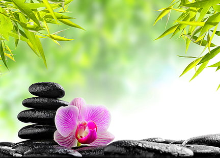  Religious, Zen, Orchid, Stone, HD wallpaper HD wallpaper