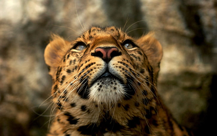 Leopard, Animals, Blue Eyes, Yellow Fur, Photography, Depth Of Field, leopard, animals, blue eyes, yellow fur, photography, depth of field, HD wallpaper