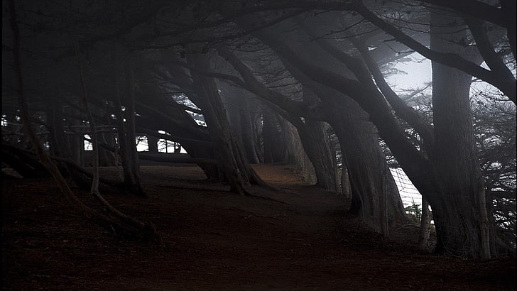 troncos de árvore marrom, natureza, paisagem, HD papel de parede