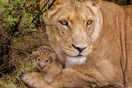 赤ちゃん、カブ、ライオン、雌ライオン、ライオン、 HDデスクトップの壁紙 HD wallpaper