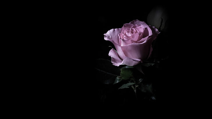 bunga ungu, bunga, latar belakang gelap, merah muda, mawar, satu, Wallpaper HD