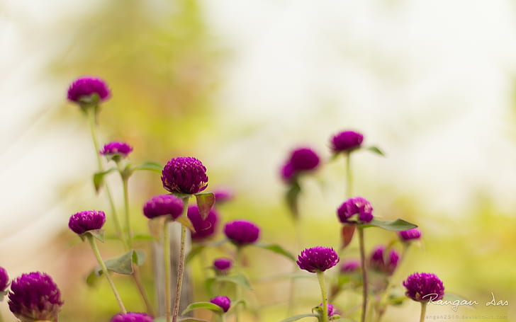 Purple Garden Bunga, bunga, taman, ungu, Wallpaper HD