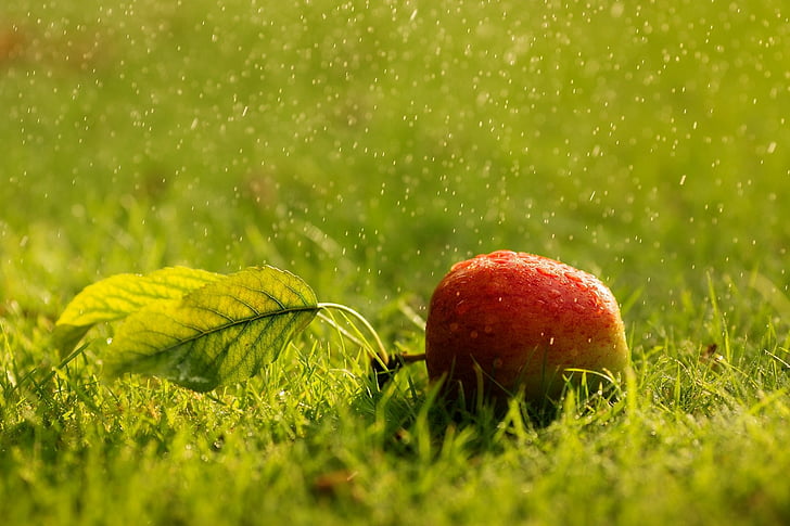 Frukt, äpple, skärpedjup, gräs, regn, HD tapet