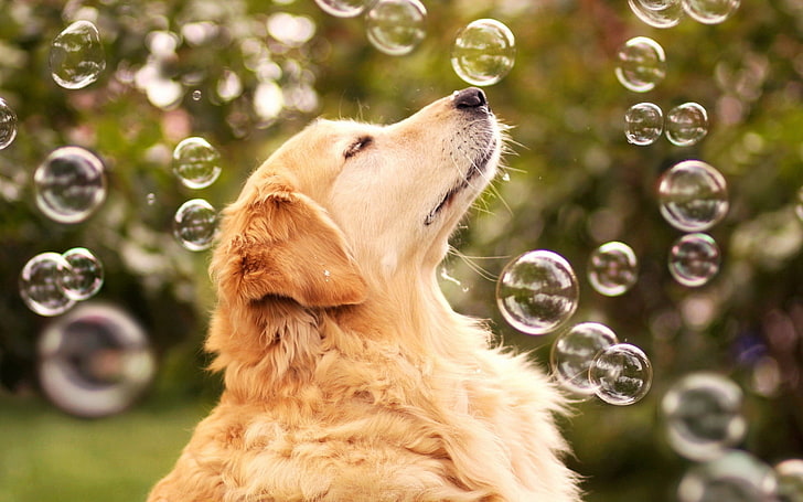 adulto golden retriever scuro circondato con bolle fotografia, cane, bolle, sfocatura, museruola, profilo, Sfondo HD