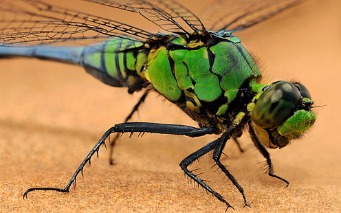 แมลงปอแมโครแมลงสัตว์สัตว์ป่า, วอลล์เปเปอร์ HD HD wallpaper