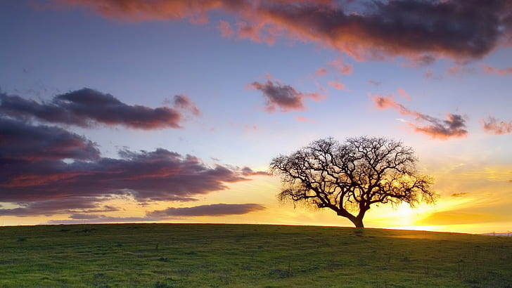 Sunset Tree Shadow Silhouette Field HD, nature, sunset, tree, field, silhouette, shadow, HD wallpaper