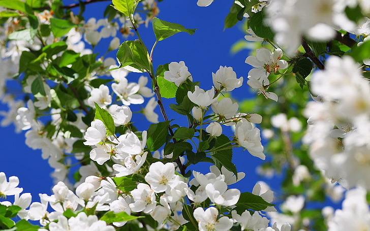 fiori bianchi, primavera, ramo, fioritura, albero, Sfondo HD
