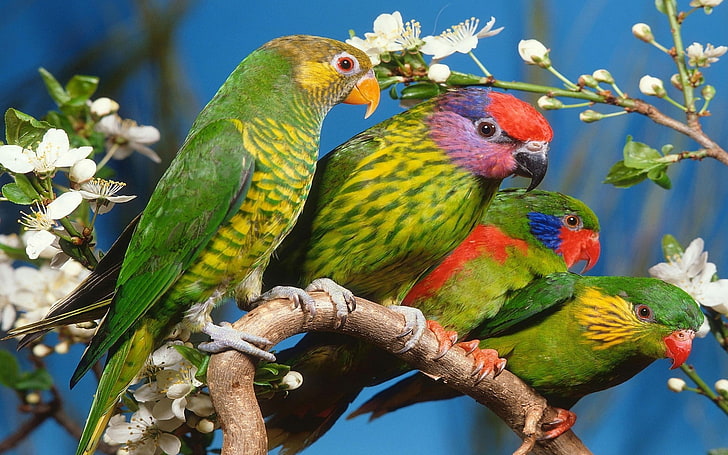 Papagei, Tiere, Vögel, weiße Blumen, HD-Hintergrundbild