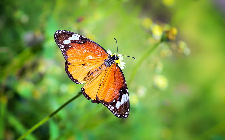 일반적인 호랑이 나비 흰색 꽃잎 꽃, 나비, 일반적인 호랑이, 호랑이 나비, 흰색, 꽃, 곤충, 자연, 나비-곤충, 동물, 동물 날개, 자연의 아름다움, 여름, 멀티 컬러, 근접에 자리 잡고, HD 배경 화면