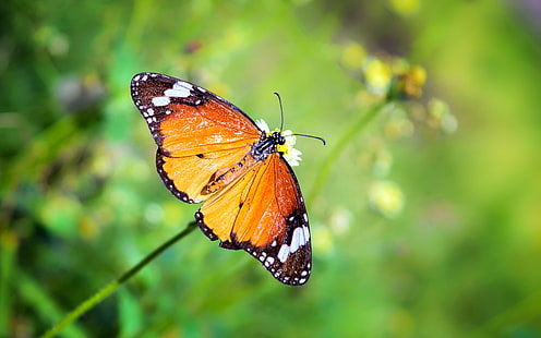 Обыкновенная тигровая бабочка на белом лепестковидном цветке, бабочка, Обыкновенный тигр, тигровая бабочка, белый, цветок, насекомое, природа, бабочка - насекомое, животное, животное Крыло, красота В природе, лето, разноцветные, крупный план, HD обои HD wallpaper