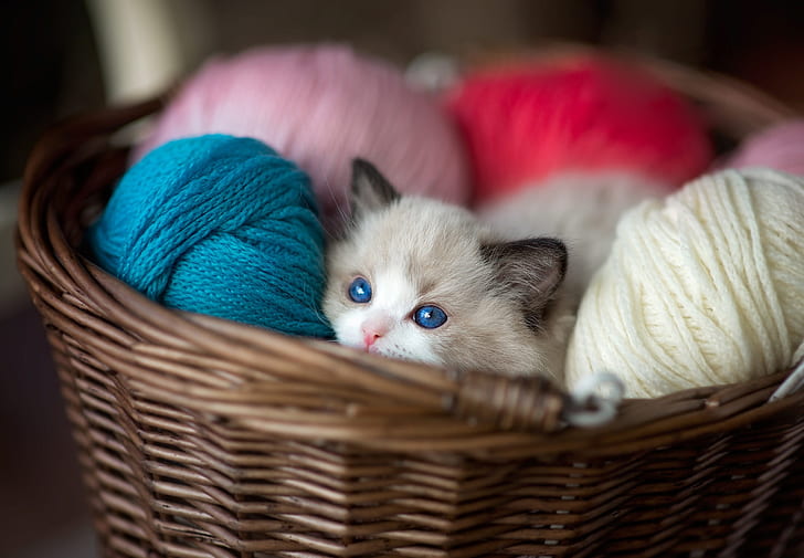 cat, look, kitty, basket, colored, baby, muzzle, blue eyes, thread, colorful, balls, Peeps, yarn, ragdoll, HD wallpaper