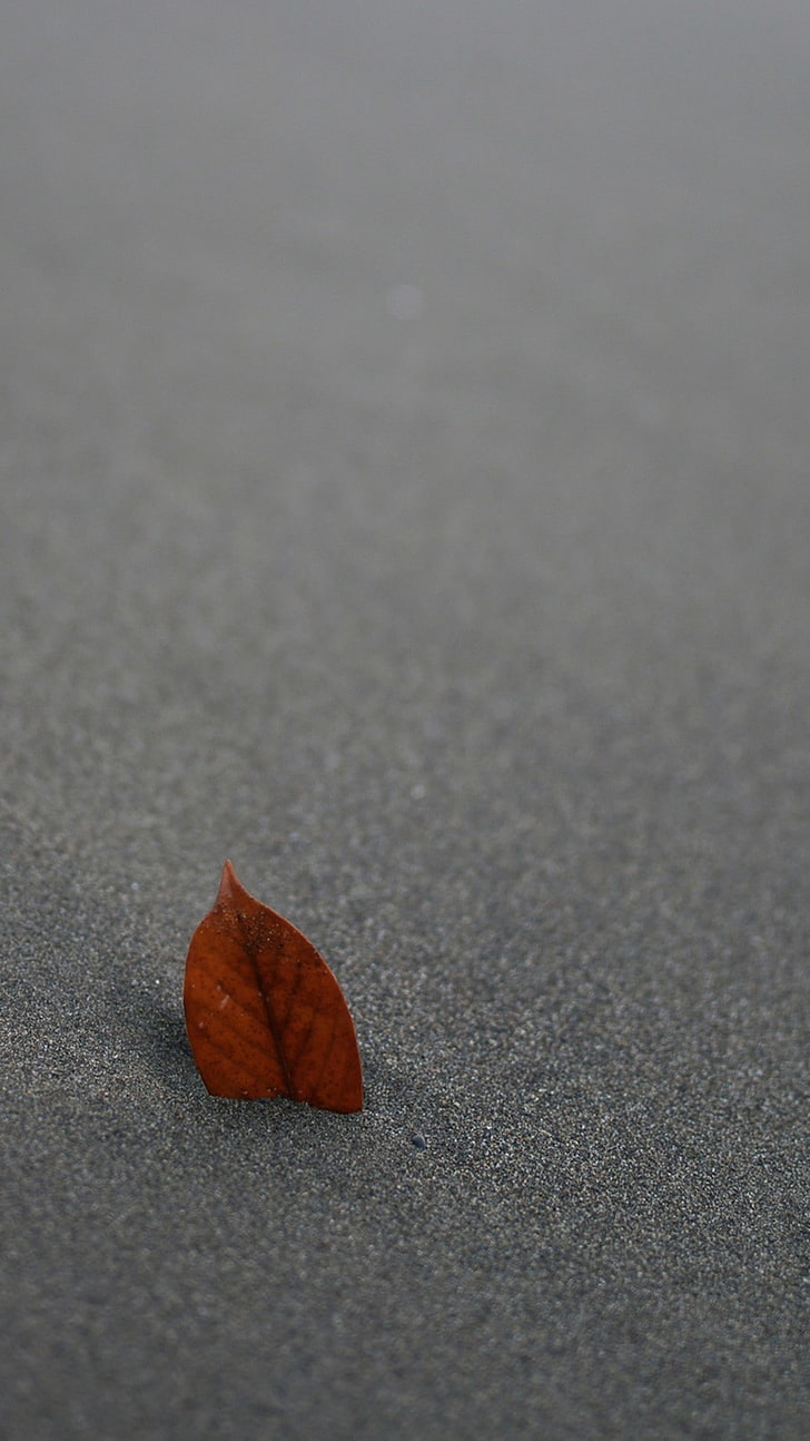 leaves, sand, pivot, HD wallpaper