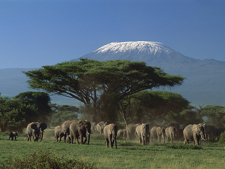 Tiere, Elefanten, Berge, Kenia, Bäume, HD-Hintergrundbild