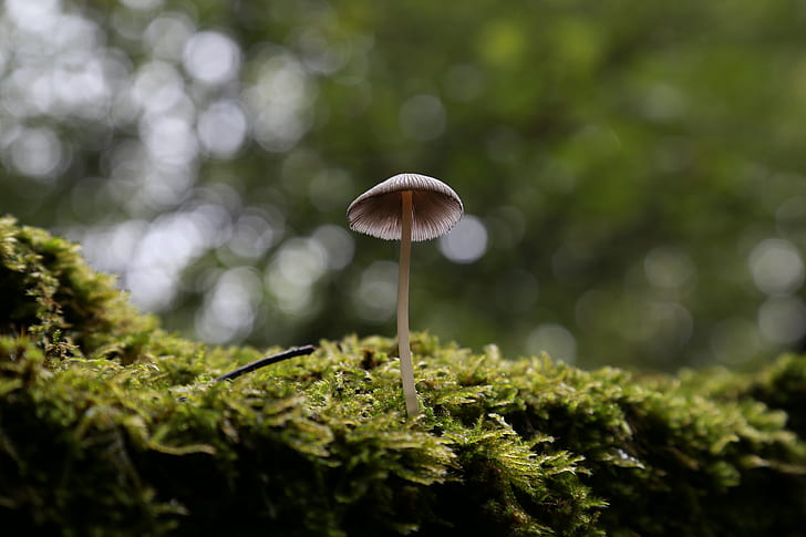 tilt lens photography of mushroom, Solitary, Mushroom, lens, photography, moss, fungo, canon, 105mm, DOF, mycena, fungus, nature, forest, plant, toadstool, autumn, close-up, season, macro, HD wallpaper
