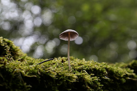 tilt lens photography of mushroom, Solitary, Mushroom, lens, photography, moss, fungo, canon, 105mm, DOF, mycena, fungus, nature, forest, plant, toadstool, autumn, close-up, season, macro, HD wallpaper HD wallpaper