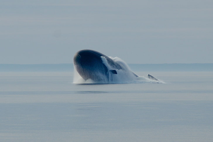 blaue und weiße Keramik Fisch Figur, Atom-U-Boote, Meer, Militär, Fahrzeug, HD-Hintergrundbild