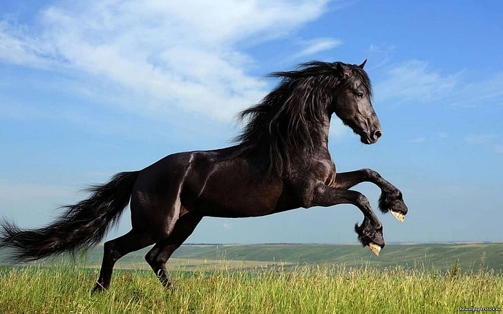 الحصان الأسود ، الحيوانات ، الحصان ، الحصان الأسود، خلفية HD