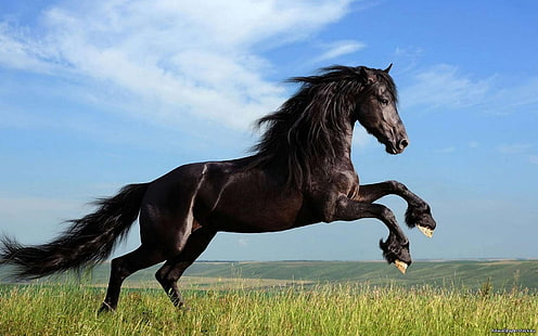 black horse, animals, horse, Dark Horse, HD wallpaper HD wallpaper