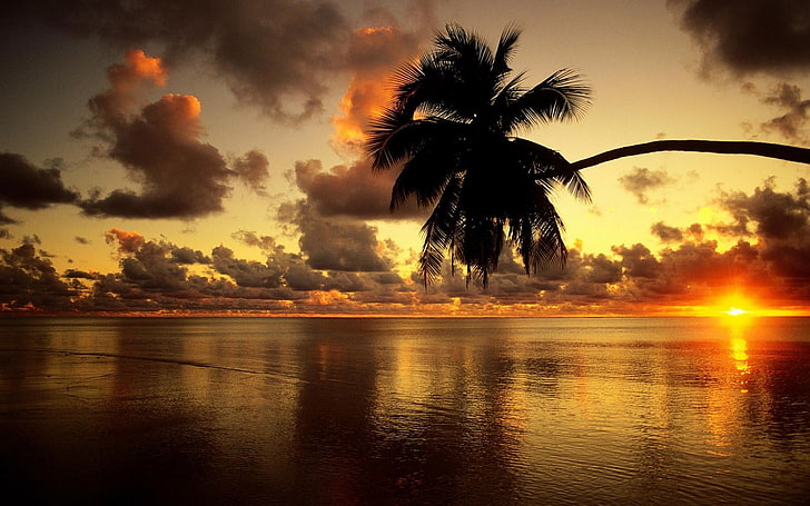 siluet pohon kelapa yang bersandar pada badan air saat matahari terbenam, matahari terbenam, laut, pohon-pohon palem, awan, Wallpaper HD