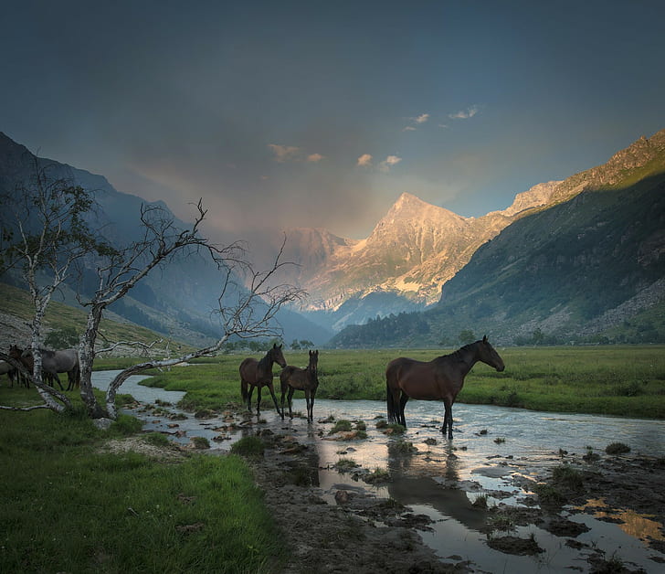 Valley, horses and watering, 3 brown horse, trees, mountains, valley, grass, stream, smoke, horses and watering, HD wallpaper