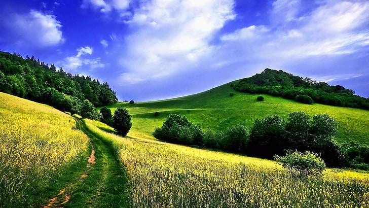 herbe et arbre couvert de champ et collines, paysage, champ, nature, été, arbres, chemin, Fond d'écran HD