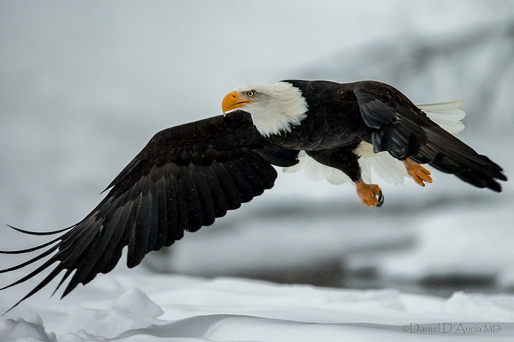 águila calva volando HD fondos de pantalla descarga gratuita |  Wallpaperbetter
