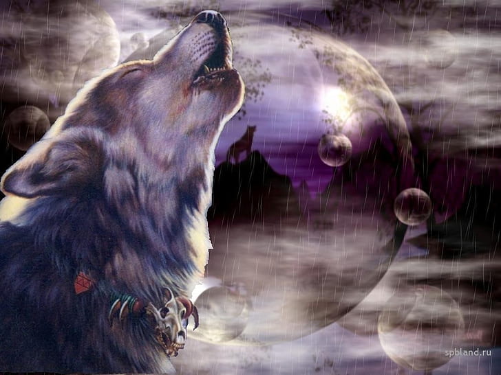 serigala binatang serigala serigala HD, hewan, serigala, serigala, Wallpaper HD