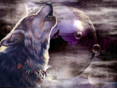 lobo animal LOBO lobo HD, animales, animal, lobo, lobo, Fondo de pantalla HD HD wallpaper