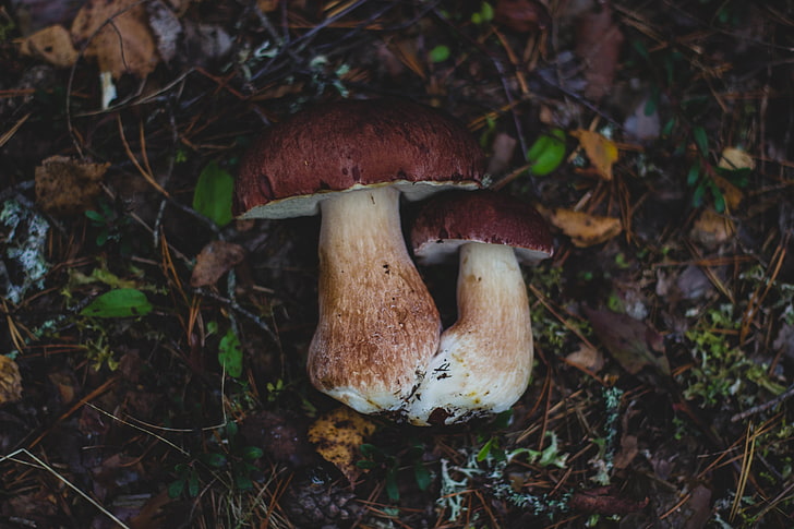 brown fungus, mushrooms, autumn, foliage, HD wallpaper