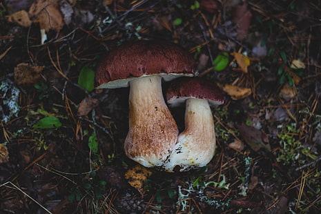 brown fungus, mushrooms, autumn, foliage, HD wallpaper HD wallpaper
