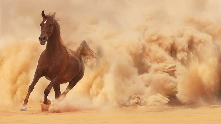 brun häst spring öken, häst, sand, djur, HD tapet