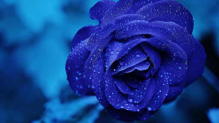 青いバラ、青みがかった、青い花、バラ、水滴、 HDデスクトップの壁紙