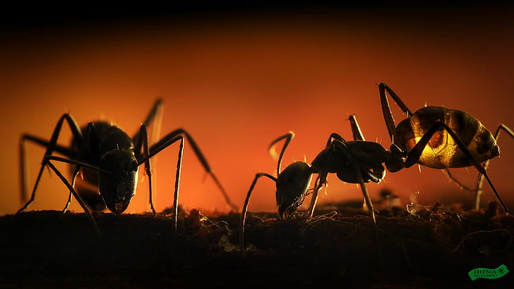 муравьи, насекомые, перепончатокрылые, HD обои
