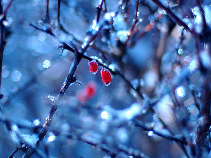 es, berry, bokeh, alam, musim dingin, ranting, makro, tanaman, Wallpaper HD