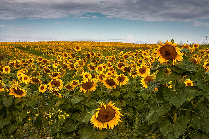 field of Sun Flowers panoramic photography, Sunshine, field, Sun, Flowers, panoramic photography, Ridgeway  Wisconsin, Sunflowers, yellow, summer, farm, sunflower, nature, agriculture, sky, plant, flower, rural Scene, outdoors, growth, landscape, meadow, HD wallpaper