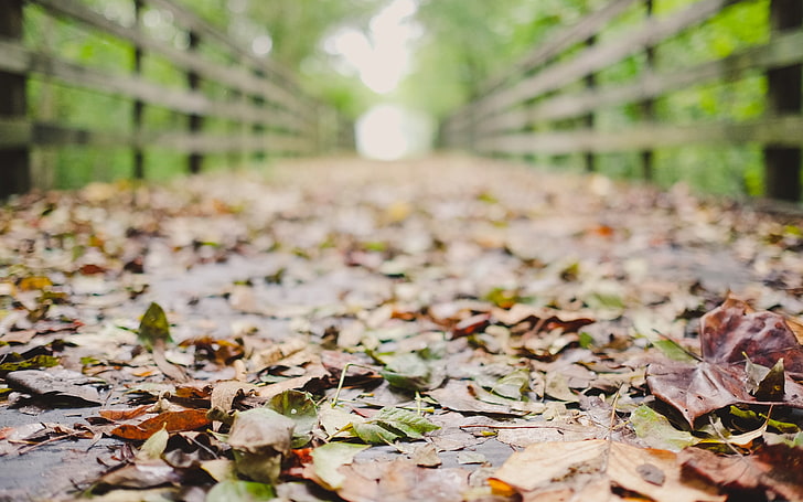 braune getrocknete Blätter, Fotografie, Herbst, Blätter, Schärfentiefe, HD-Hintergrundbild
