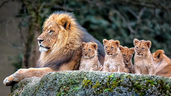 Leões surpreendentes, mentira, filhotes de leão, pai, família de leão, HD papel de parede HD wallpaper