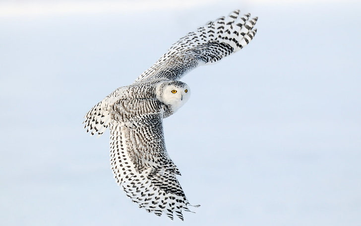 white and black snowy owl, flight, wings, Snowy owl, HD wallpaper