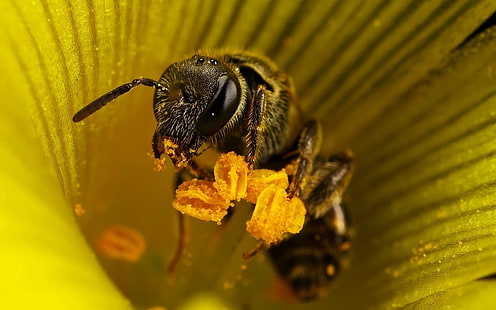 gul honungsbi, bi, blomma, pollinering, insekt, HD tapet HD wallpaper