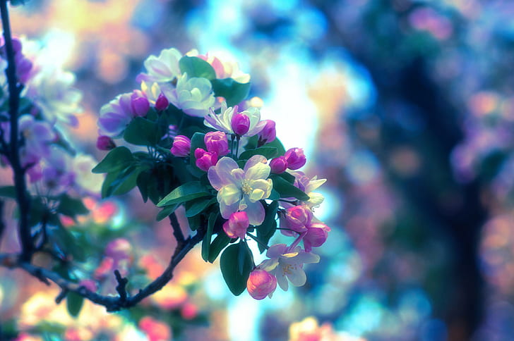 春のリンゴの開花、白と紫の花びらの花、春、リンゴ、開花、 HDデスクトップの壁紙